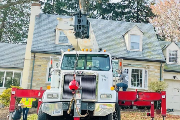 Image for Tree Services in the Winter