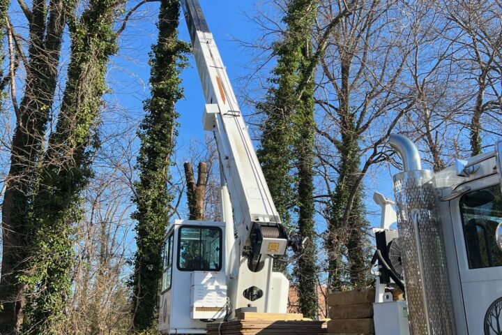 Featured Image for Tree Removal Service