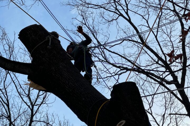 Image for Emergency Tree Service
