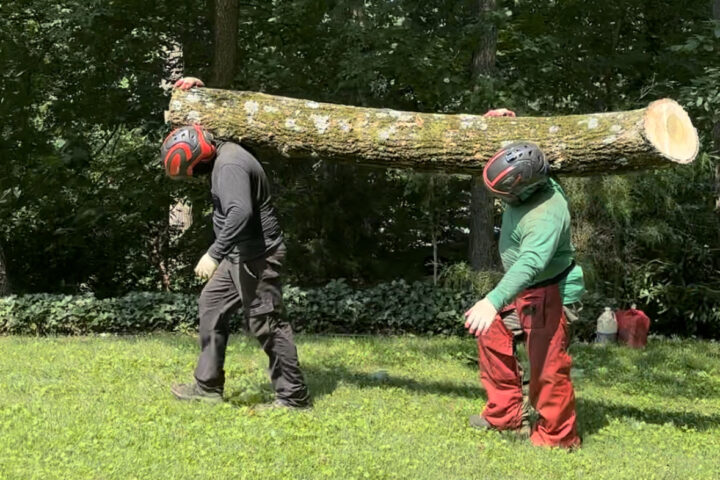 Image for 3 Signs It’s Time to Hire Tree Services