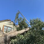 large Uprooted White Oak through house