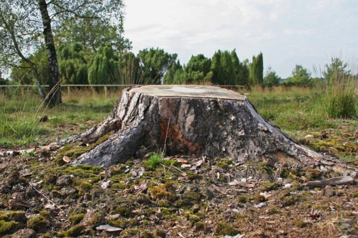 Featured Image for Why Isn’t It Recommended to Leave a Stump?