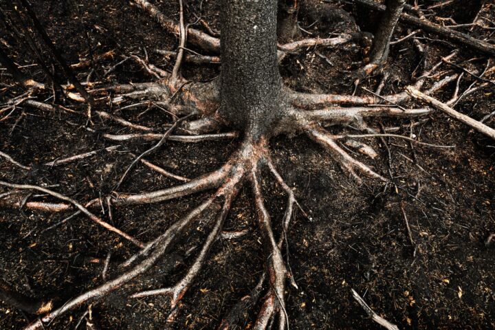 Featured Image for 4 Issues Tree Roots Can Cause
